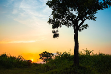 Fototapeta na wymiar Single tree in the sunset