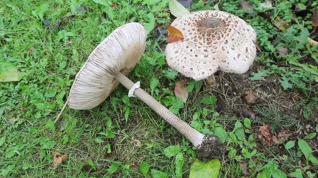 Mushroom (Macrolepiota procera or Lepiota procera). Mushrooms growing in the grass in the Autumn garden