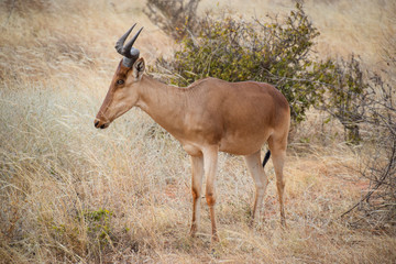 Gazelle im Tsavo East National Park, Gazella, Animali, Afrika, Tsavo East, Dschungel, steppe  