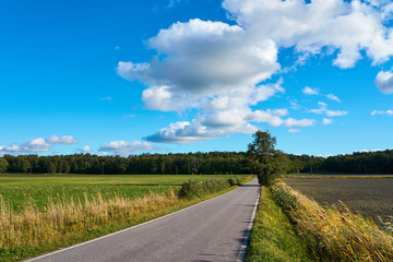                                An asphalt road between fields with lonely tree under blue sky with clouds. 