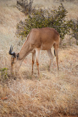 Naklejka na ściany i meble Gazelle im Tsavo East National Park, Gazella, Animali, Afrika, Tsavo East, Dschungel 