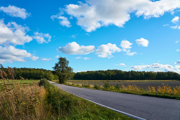                                An asphalt road between fields with lonely tree under blue sky with clouds. 
