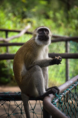 Meerkatzen, Affenbaby, Affen, Affe, Familie, Herde, Kenya, Tsavo, Dschungel, neugier