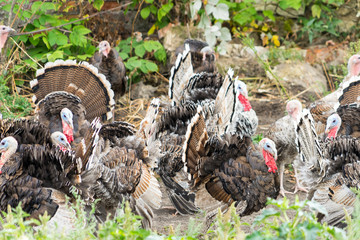 Photo of turkeys on a home farm.