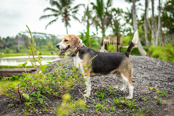 Portrait of happy cute beagle dog in tropical nature. Bali island.