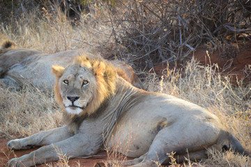 Panthera leo,Löwe, Kenia, Tsavo east, Löwen schläft, Lion, liegen, schlafen, gefressen, morgens, Nahaufnahme, stieren