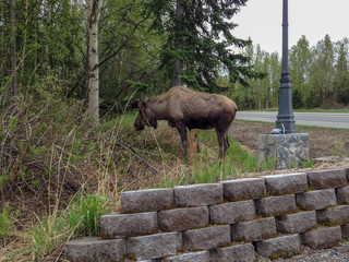 Grazing moose in Alaska