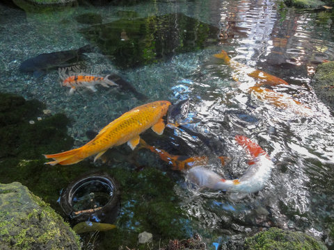 Coy Fish In Pond