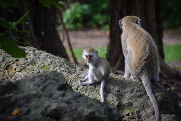 Meerkatzen, Affenbaby, Affen, Affe, Familie, Herde, Kenya, Tsavo, Dschungel 