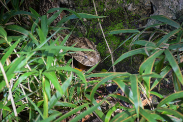 Puffotter, Schlange, Giftig, Sonnen Kenya 