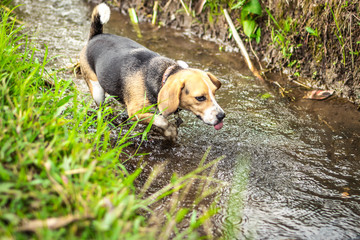 Portrait of happy cute beagle dog in tropical nature. Bali island.