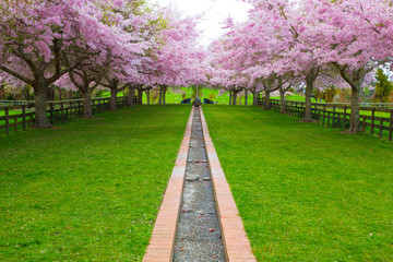 Blossoms in springtime - Rotorua 