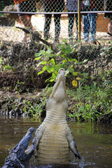 Krokodil, Krokodile, Fressen, Springen, Schwimmen, Kämpfen, Gefahr, Afrika, Kenya, Bauch © mkstudio001