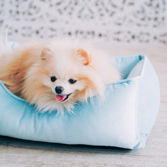  Lounger, Dog,  Interior