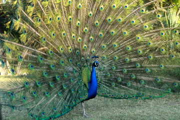 Obraz premium Beautiful peacock displaying its plumage in Mayfield Park and Nature Preserve, Austin, Texas