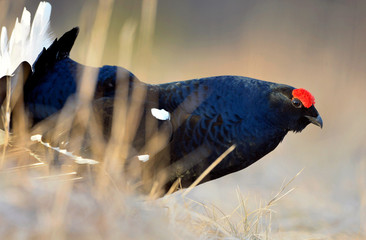 Male of a Black Grouse at Lek. Scientific name : Tetrao Tetrix. Closeup Portrait. Picture at a short distance. Early Spring. Russia.