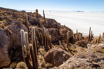 Incahuas cactus dans la nature  dans le désert de Sel de Bolivie Uyuni Amérique du sud
