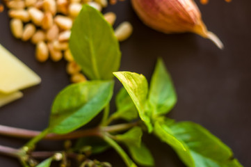 Fresh ingredients for preparing Italian pesto sauce - lemon basil sprigs, peeled seeds of cedar nuts, large garlic clove, Greek olive oil, Parmesan cheese