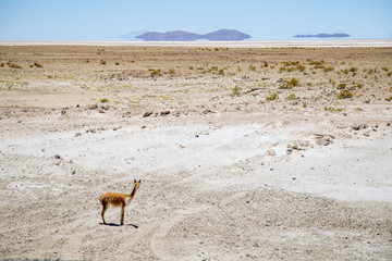 Alpaga Vigogne le bord de la route en Patagonie du Chili faune animal mammifère 