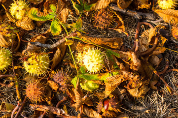 autumn leaves and chestnuts on the ground