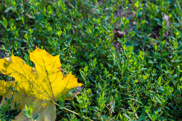 Urban landscape - autumn leaves in green grass, close up