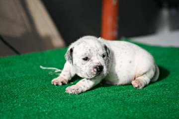 White American Bully puppy standing on grass. Pet puppy concept.