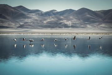 Flamencos