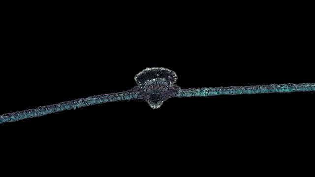 cotton leaf - cross section cut under the microscope &ndash; microscopic view of plant cells for botanic education