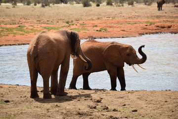 Elephants in the Tsavo East National Park, Elephant, Elefant, Schlamm, Schlammt sich ein, Wasserloch, Elefanten  