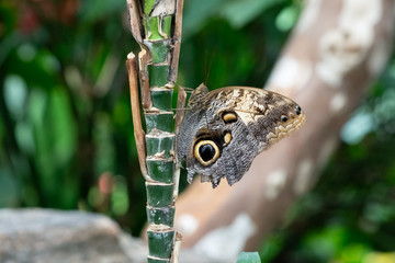 Close-up view of a butterfly with fake eye in the wings settled on a stem of a plant in the foreground with a completely out of focus background
