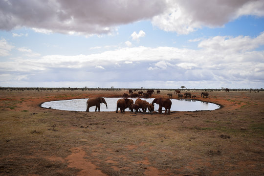 Fototapeta Elephants in the Tsavo East National Park, Elephant, Elefant, Schlamm, Schlammt sich ein, Wasserloch, Herde