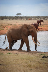 Fototapeta na wymiar Elephants in the Tsavo East National Park, Elephant, Elefant, Schlamm, Schlammt sich ein, Rote Erde