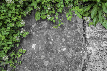 Stone background with green leaves, copy-space