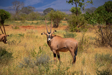Naklejka na ściany i meble Gazelle im Tsavo East National Park, Gazella, Animali, Afrika, Wüste 