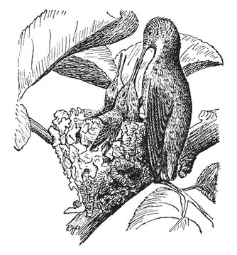 hummingbird feeding nestlings, black and white clip art preview