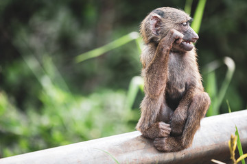 Young curious baby monkey sits and chews a stick while waiting for its parents