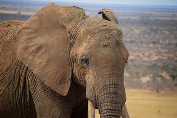 Fototapeta na wymiar Elephants in the Tsavo East National Park, Elephant, Elefant, Schlamm, Dickhäuter ganz nah 