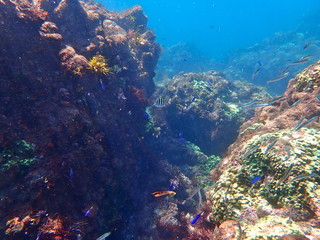 Fototapeta na wymiar ヒリゾ浜の魚たち