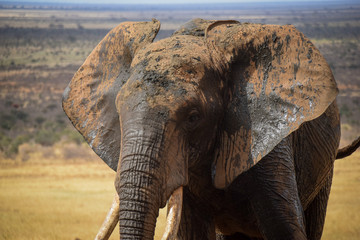 Elephants in the Tsavo East National Park, Elephant, Elefant, Schlamm, Schlammt sich ein,...