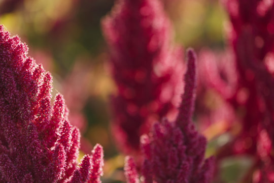 Vibrant Amaranth plant in full bloom cultivated for leaf vegetables, cereals and decoration 