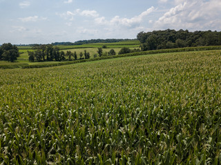 Rolling fields of fresh corn  as seen from a low flying drone
