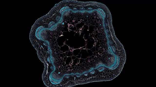 dicot stem - cross section cut under the microscope &ndash; microscopic view of plant cells for botanic education