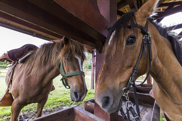 Portrait of two head horses at its stable after a horse walk along Rupanco Lake inside the Lakes Region. Happy and resting below a wooden roof after a long horse walk. Chile