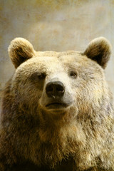 Fototapeta premium Brown bear portrait on old paper background