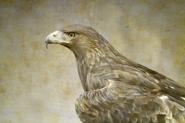 Golden eagle portrait on old paper background