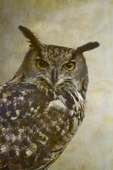 Eurasian eagle-owl portrait on old paper background