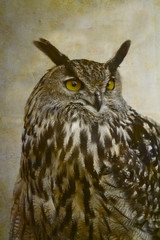 Eurasian eagle-owl portrait on old paper background