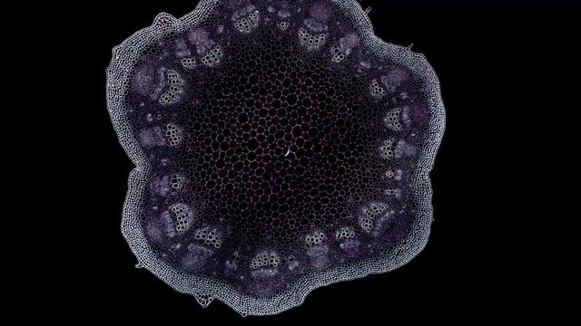 dicot stem - cross section cut under the microscope &ndash; microscopic view of plant cells for botanic education