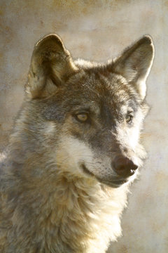 Wolf portrait on old paper background