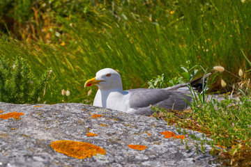 Islas Cies islands seagull sea gull bird in Galicia